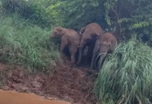 పార్వతీపురం జిల్లాలో గజరాజుల సంచారం