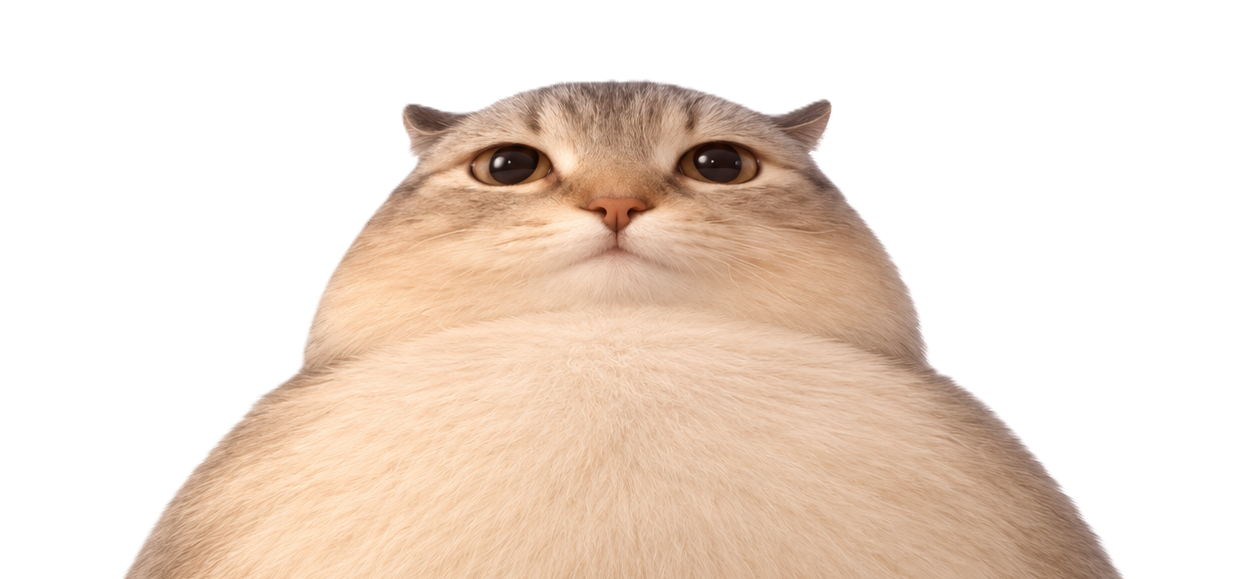Miss fardy meow