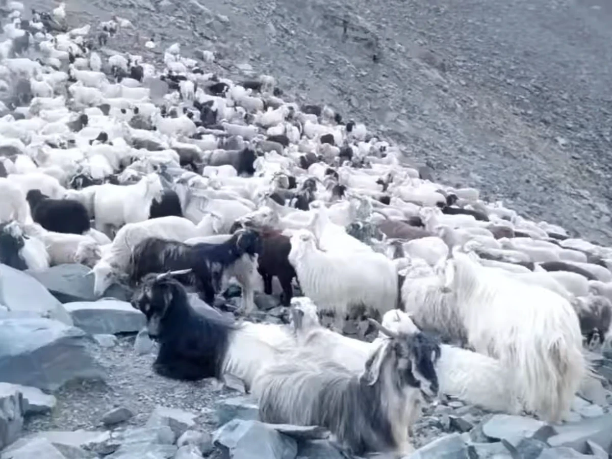 Mountain god good cashmere produce in nepal mountain region