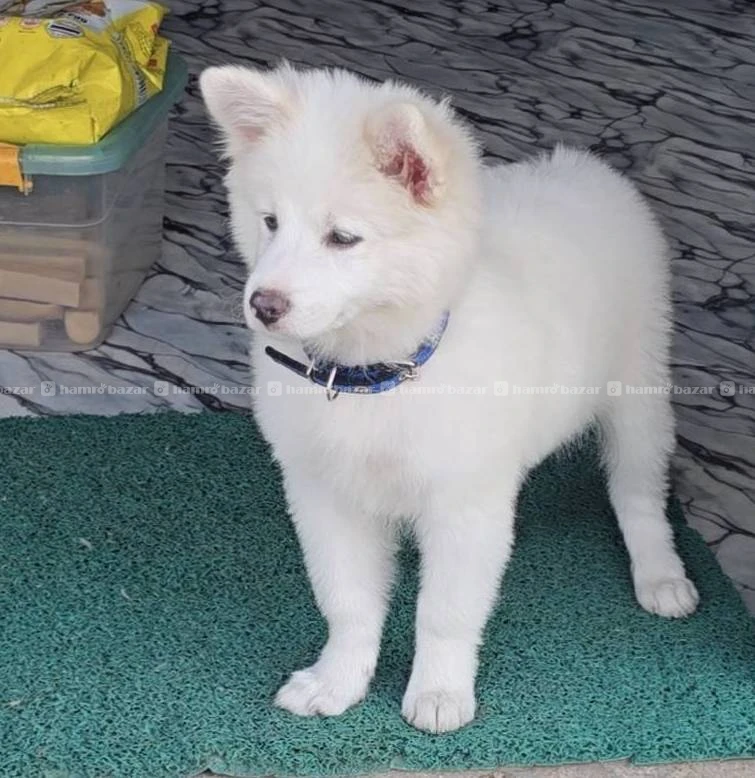 Japanese Spitz male