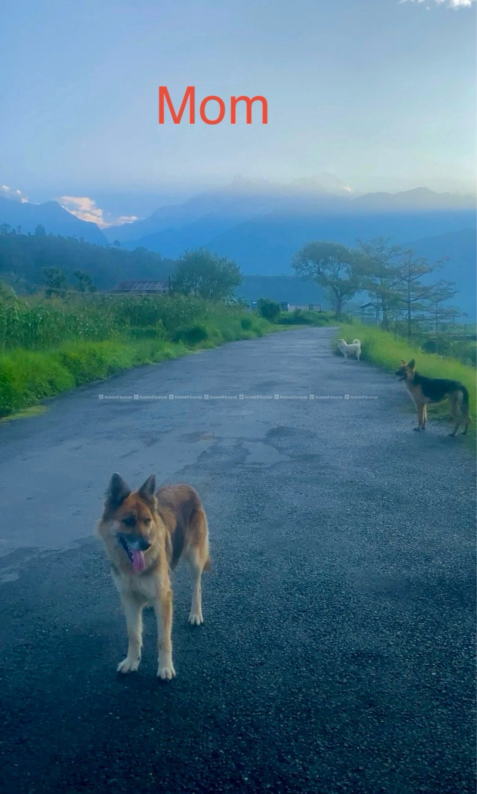 Mix German shepherd male puppy in sell
Dm us 3