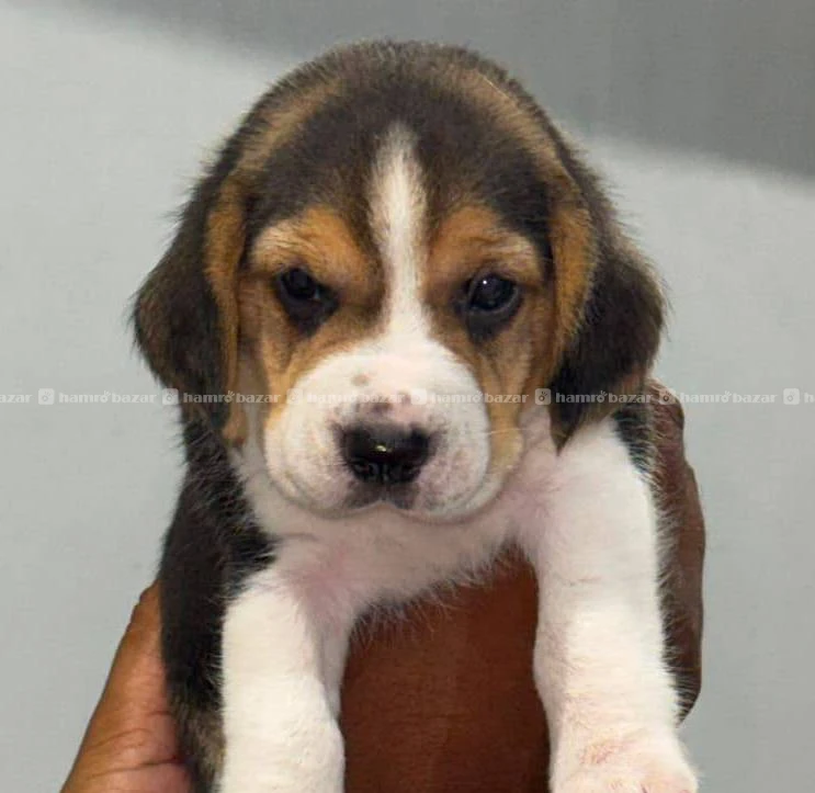 Beagle puppy