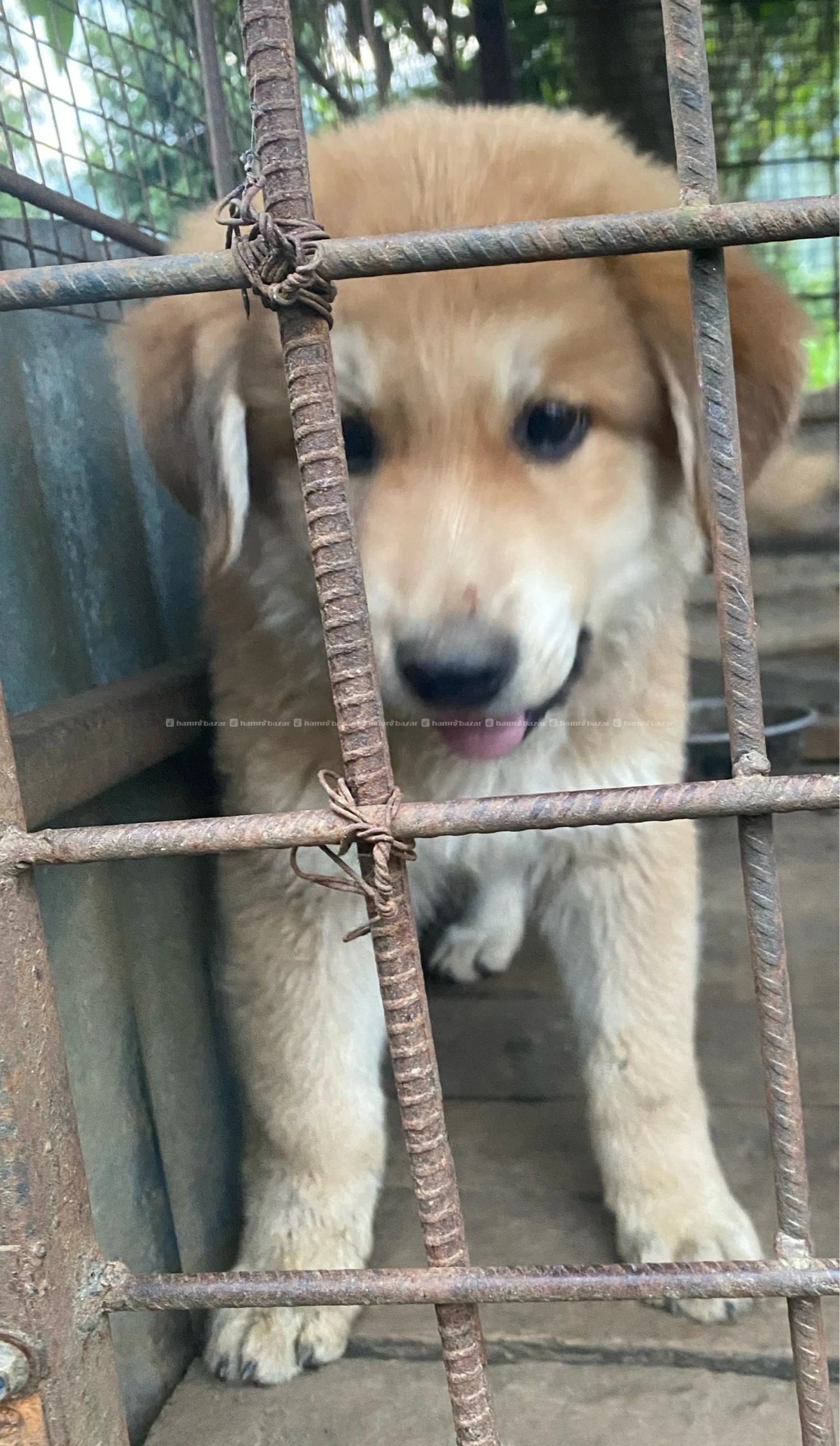 Mix German shepherd male puppy in sell
Dm us 6