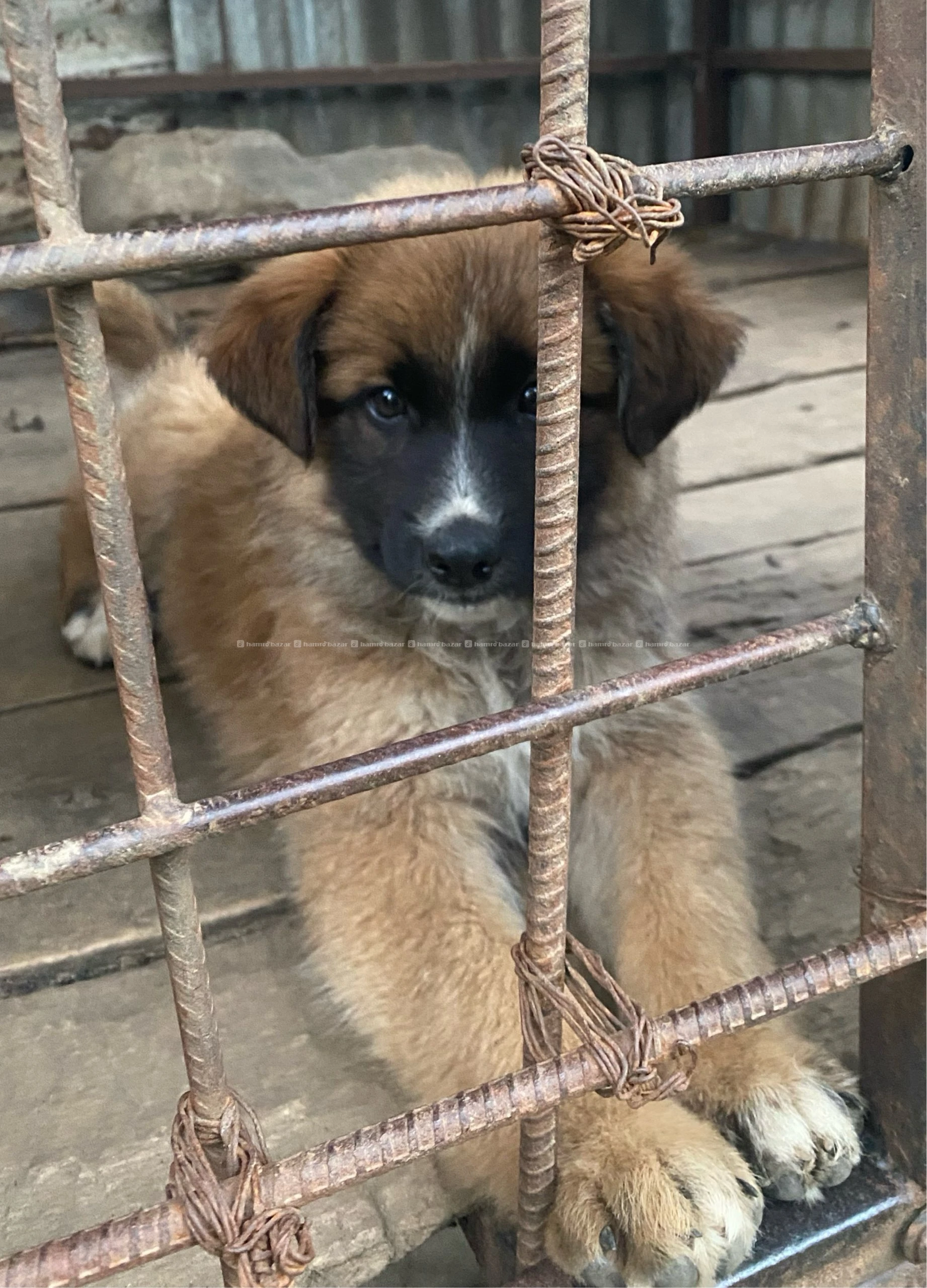 Mix German shepherd male puppy in sell
Dm us 5