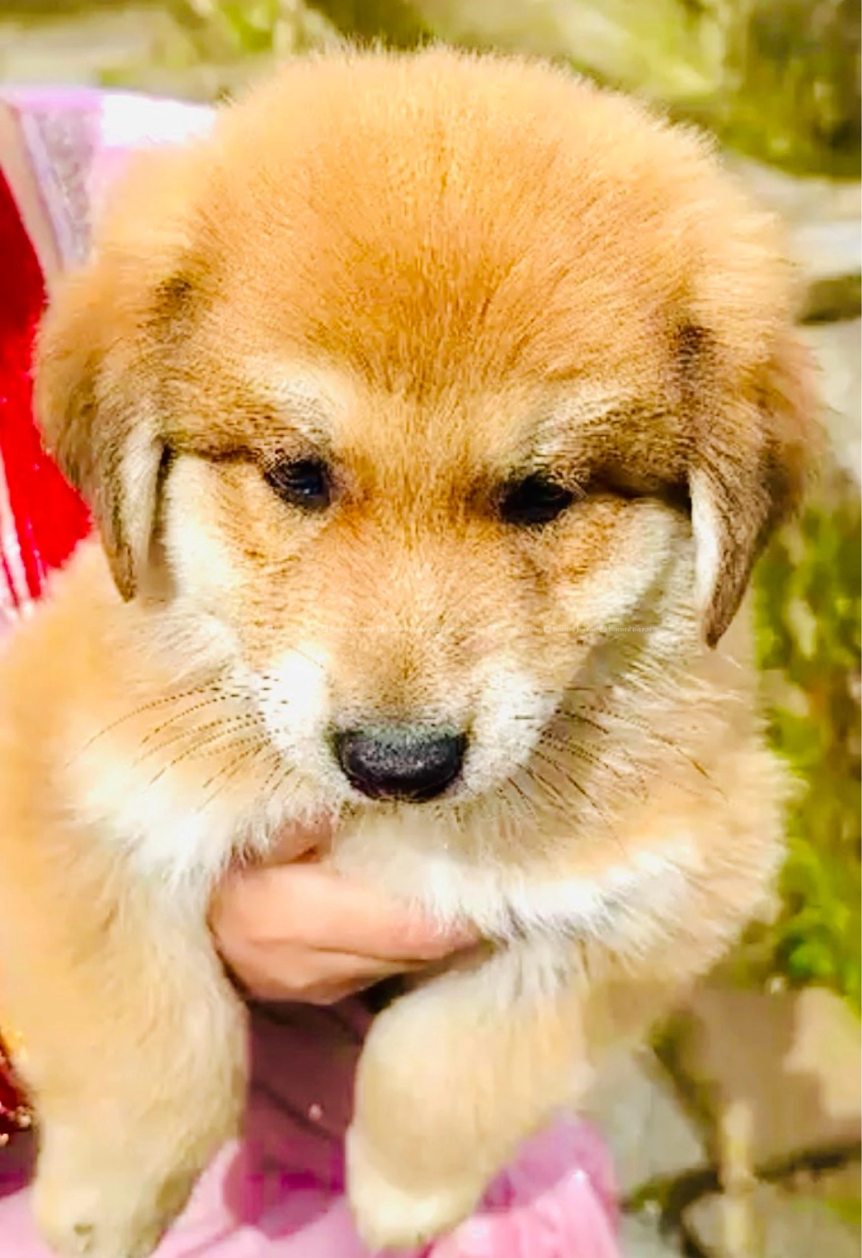 Mix German shepherd male puppy in sell
Dm us 2