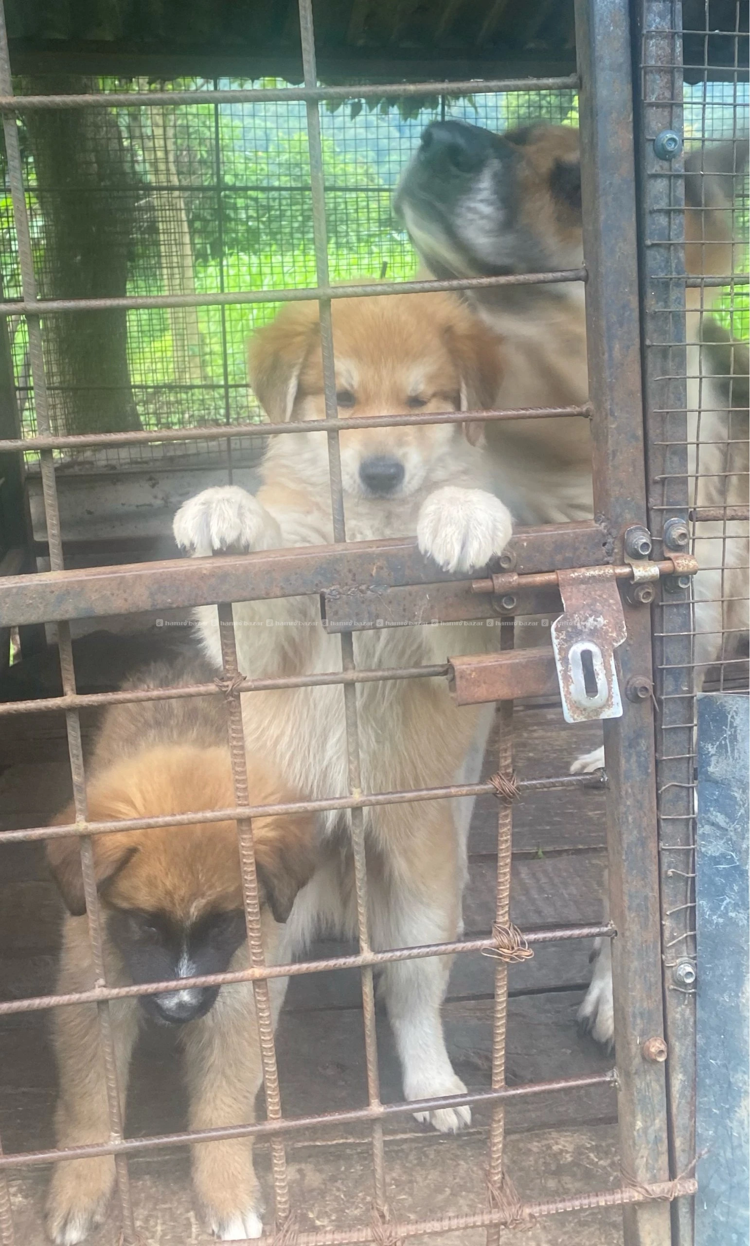 Mix German shepherd male puppy in sell
Dm us 4