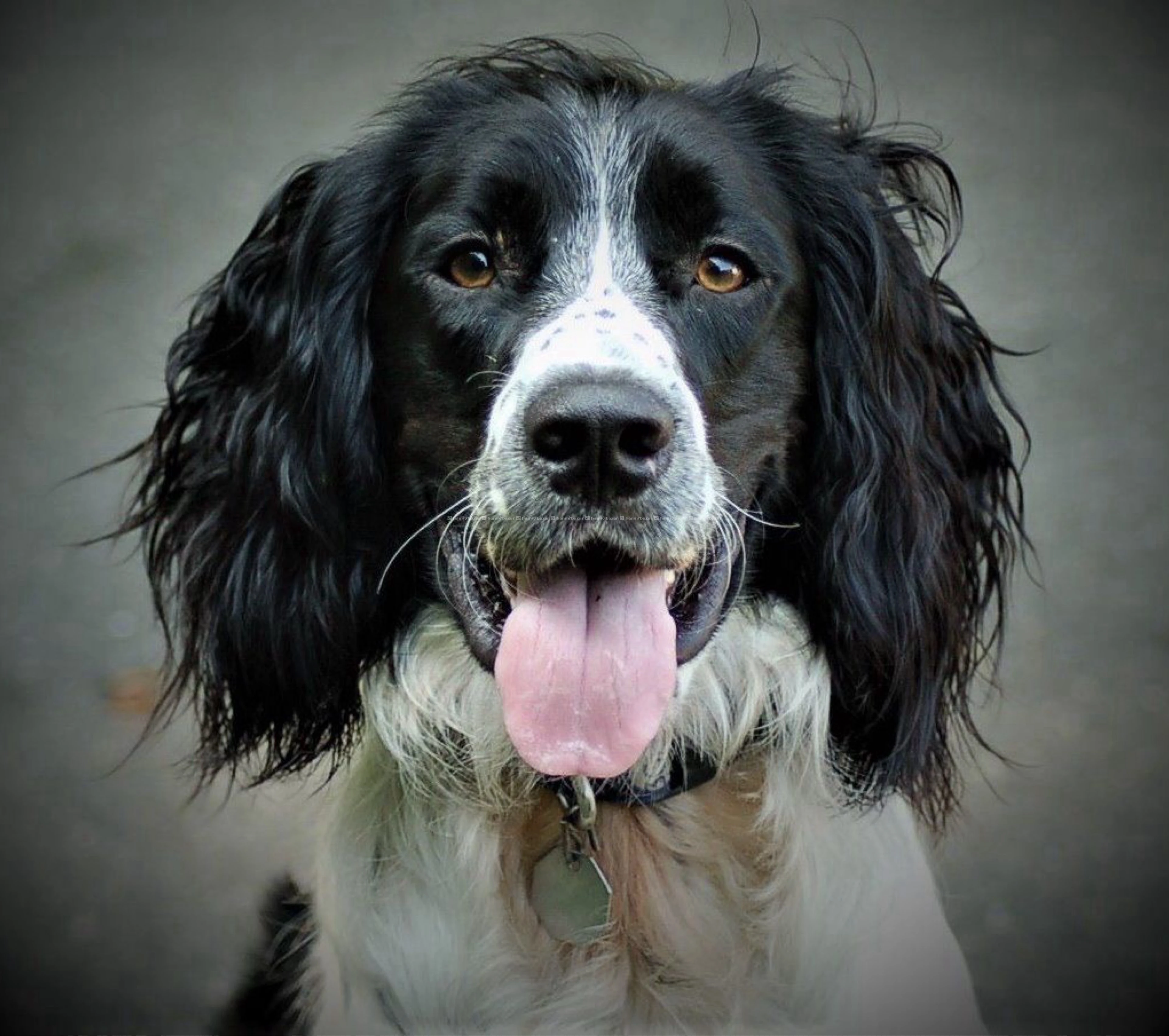 English Springer Spaniel puppy 6