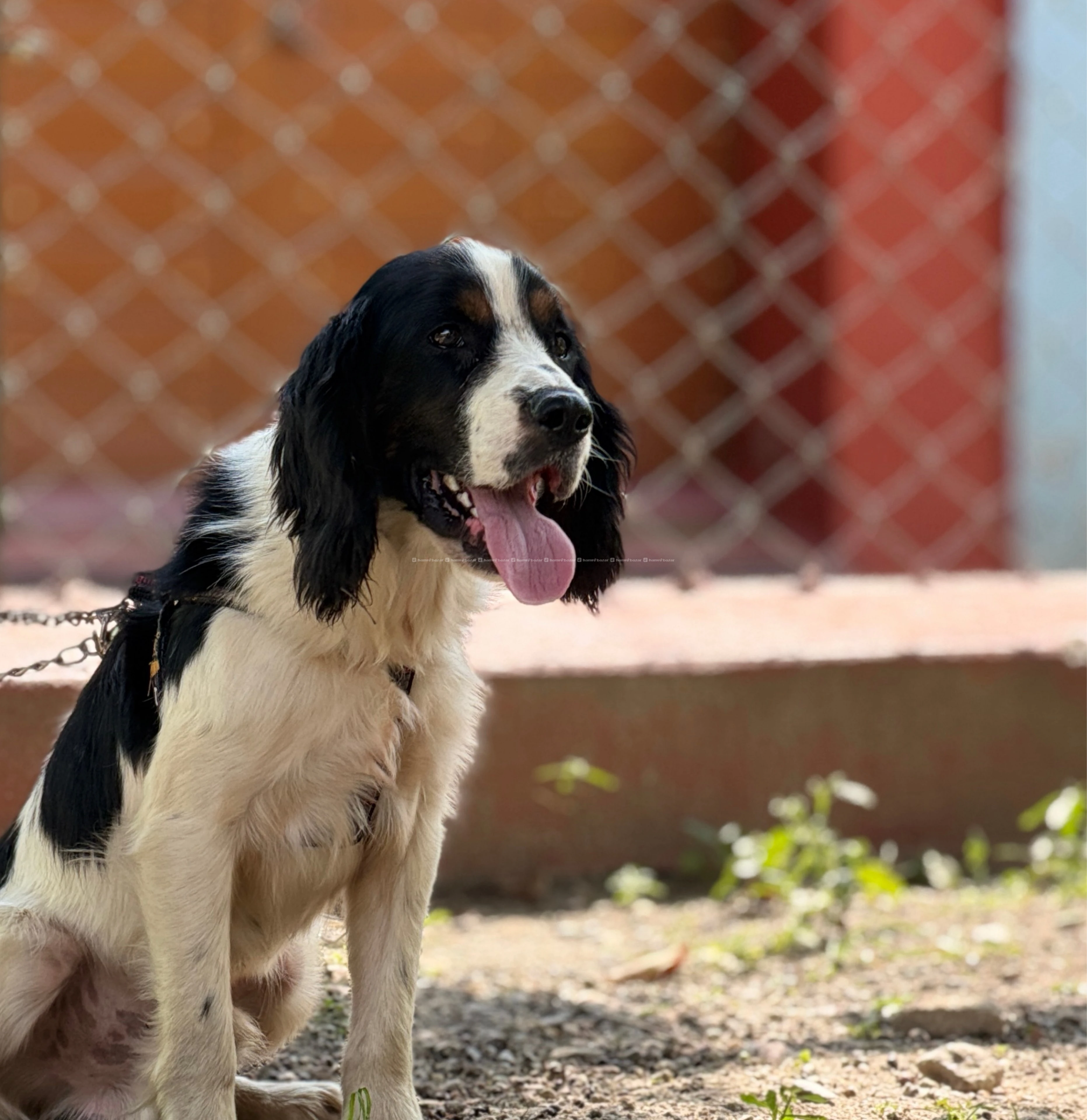 English Springer Spaniel puppy 7