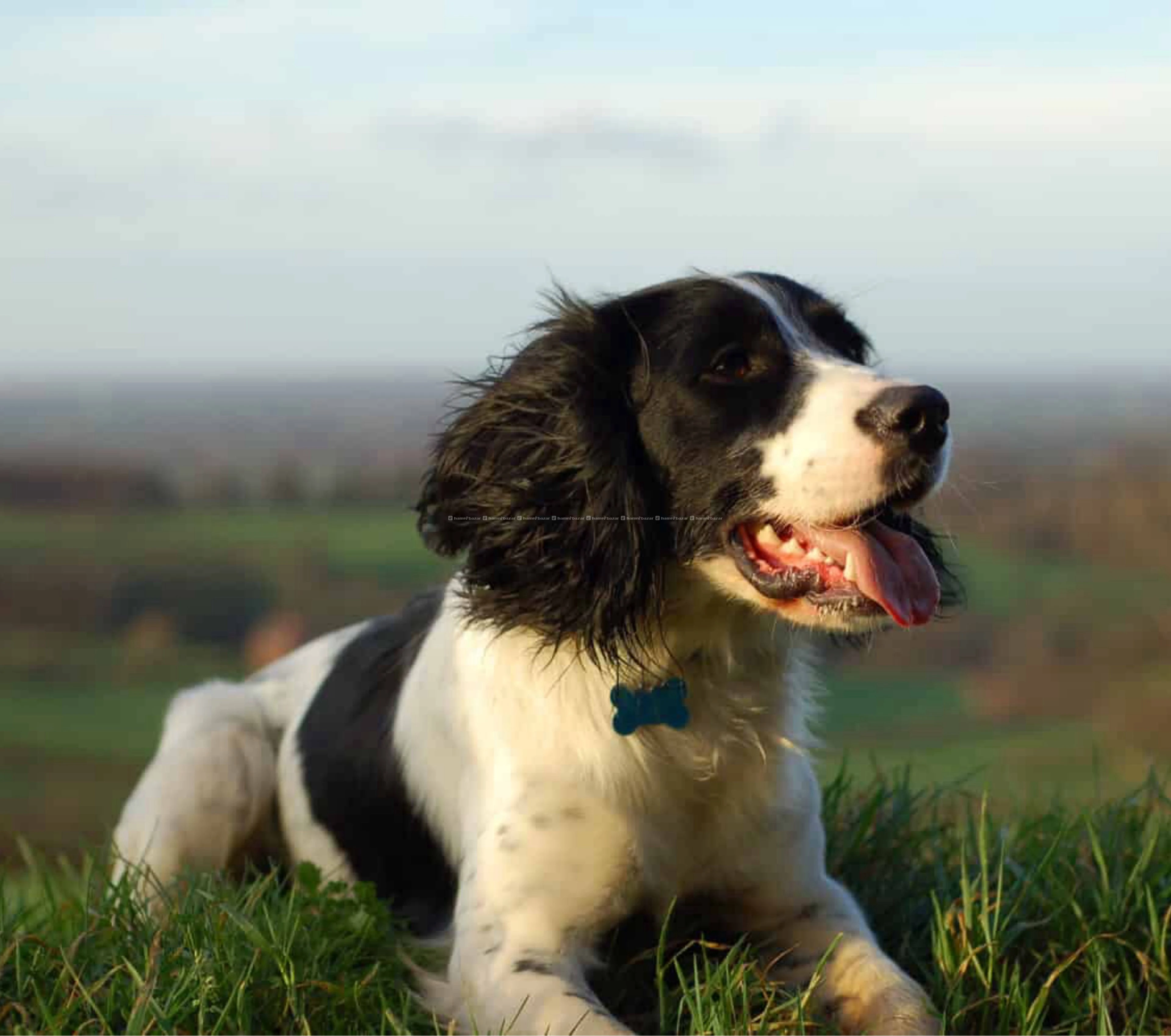 English Springer Spaniel puppy 5