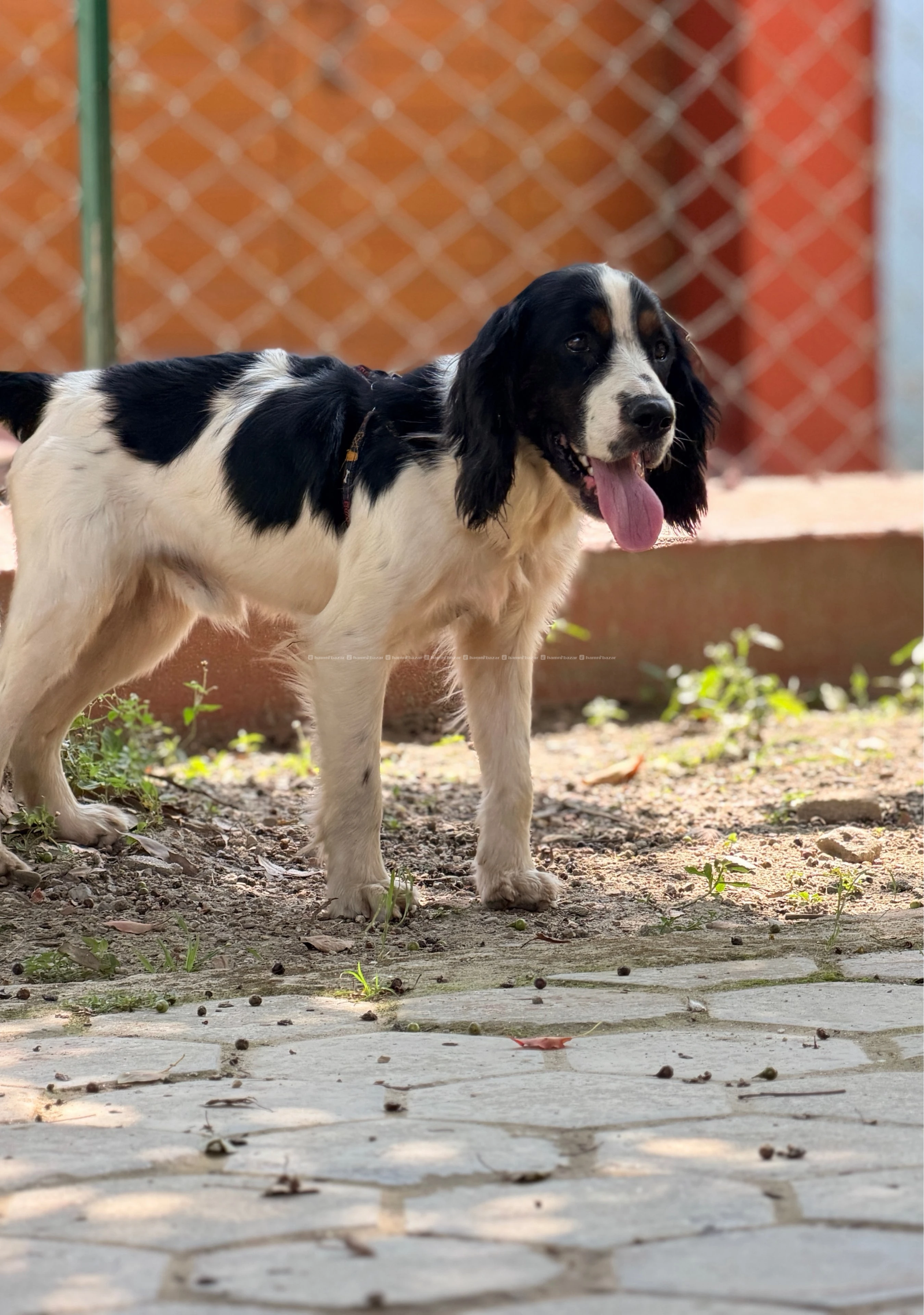 English  Springer Spaniel puppy