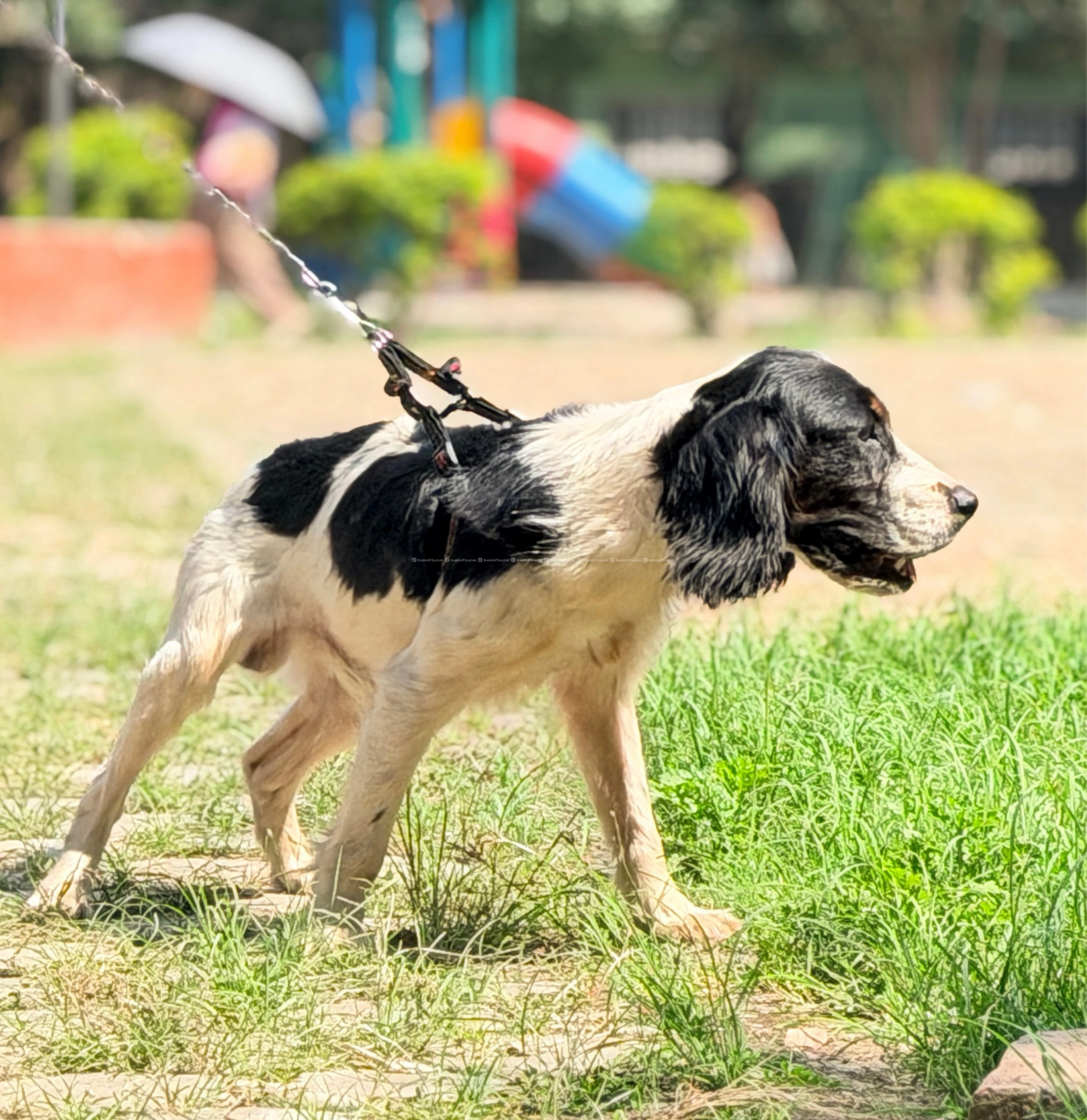English Springer Spaniel puppy 2