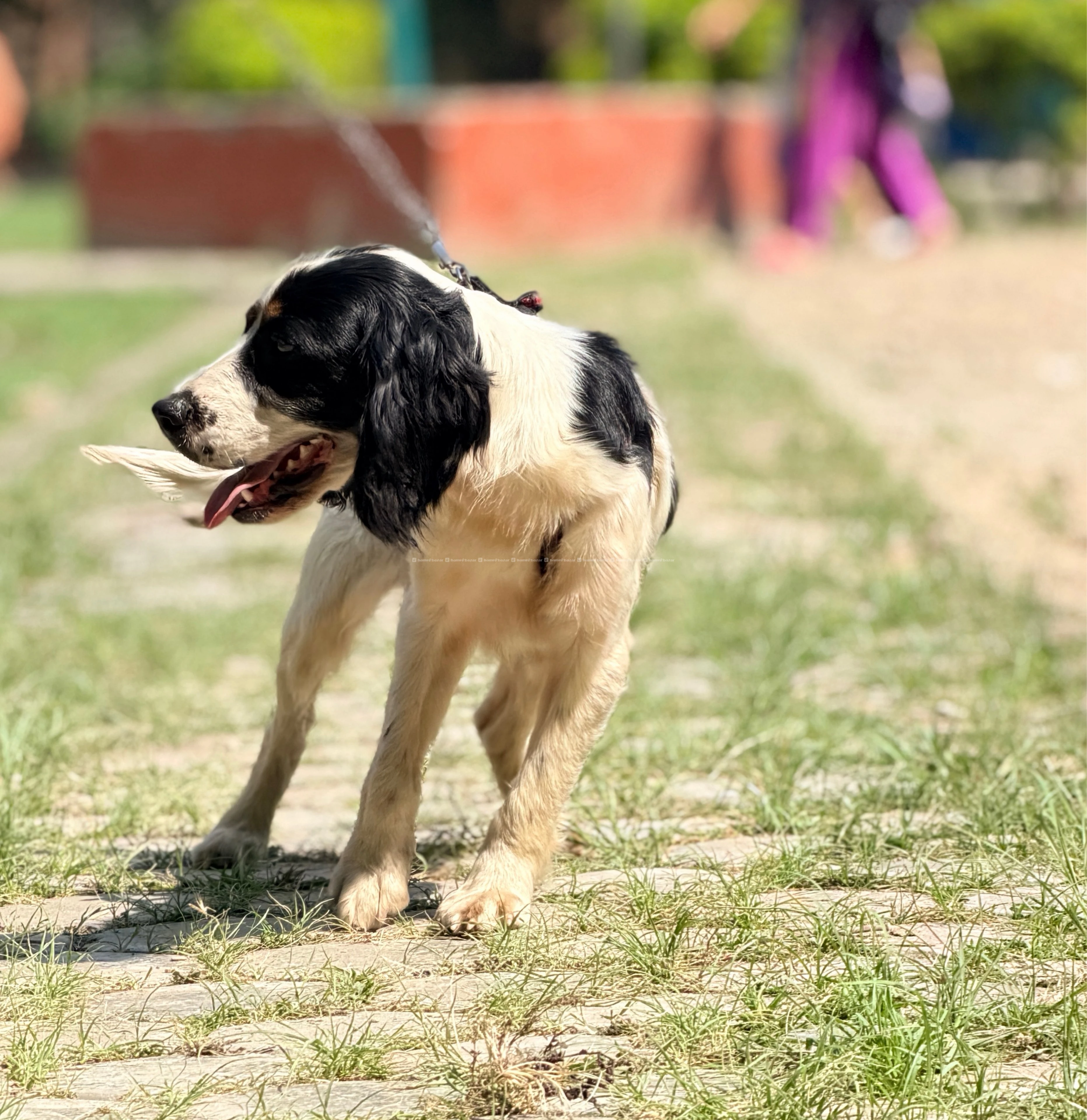 English Springer Spaniel puppy 4