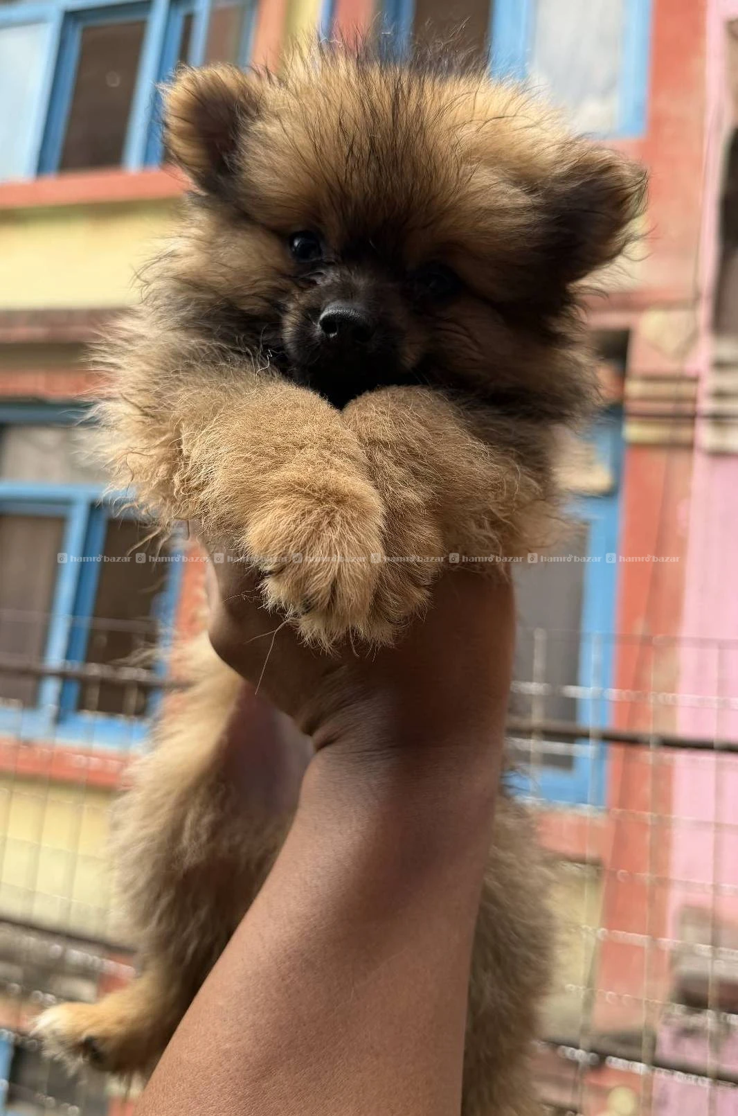 Pom