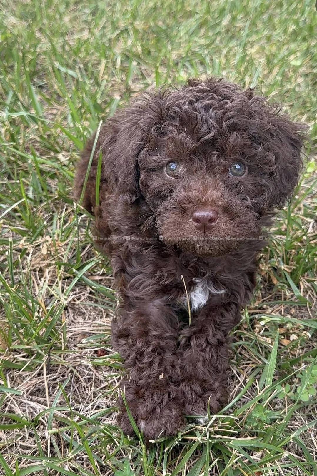 Poodle available 3