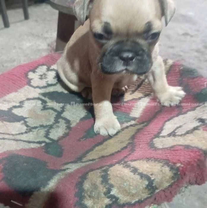 French bulldog puppy on sel 2
