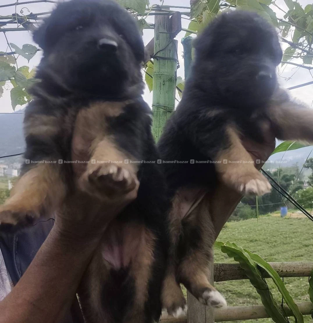 German shepherd