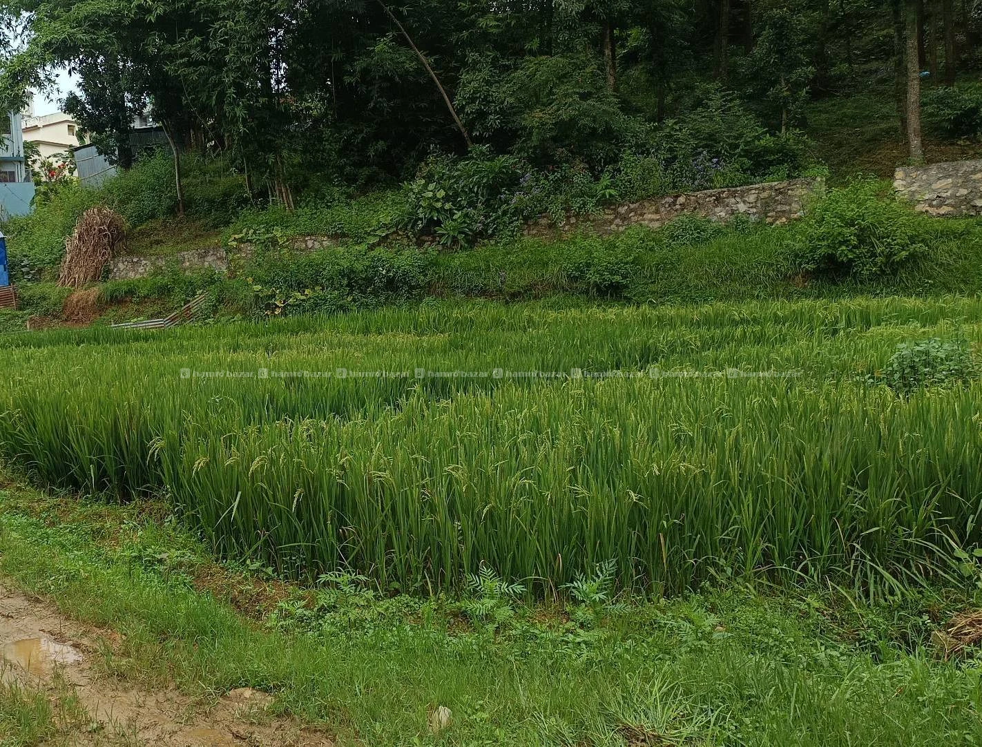Land for sale