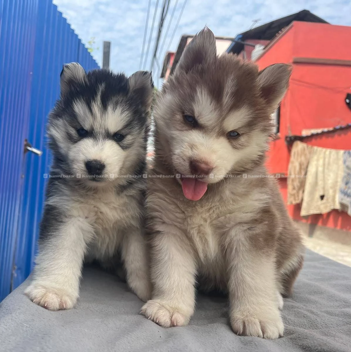 Huskey