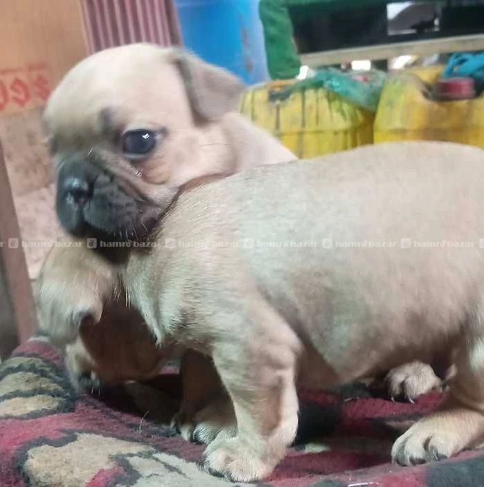 French bulldog puppy on sel