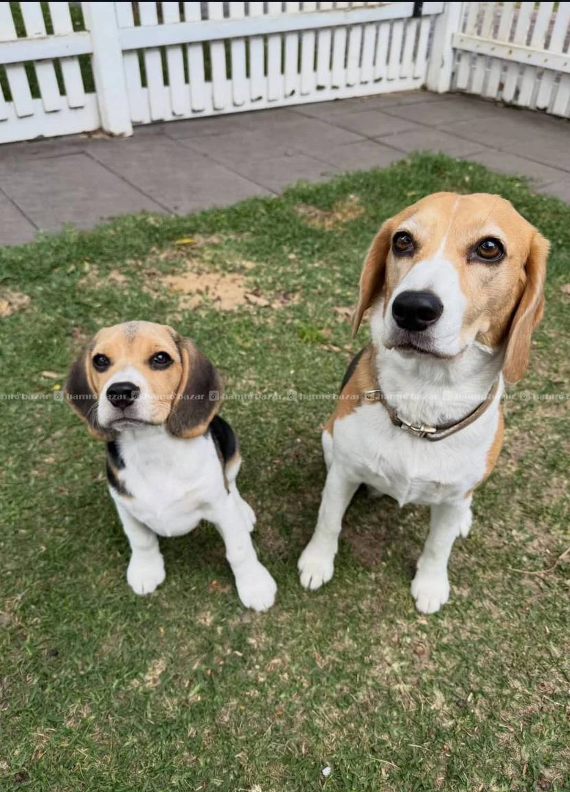 Beagle male available 2