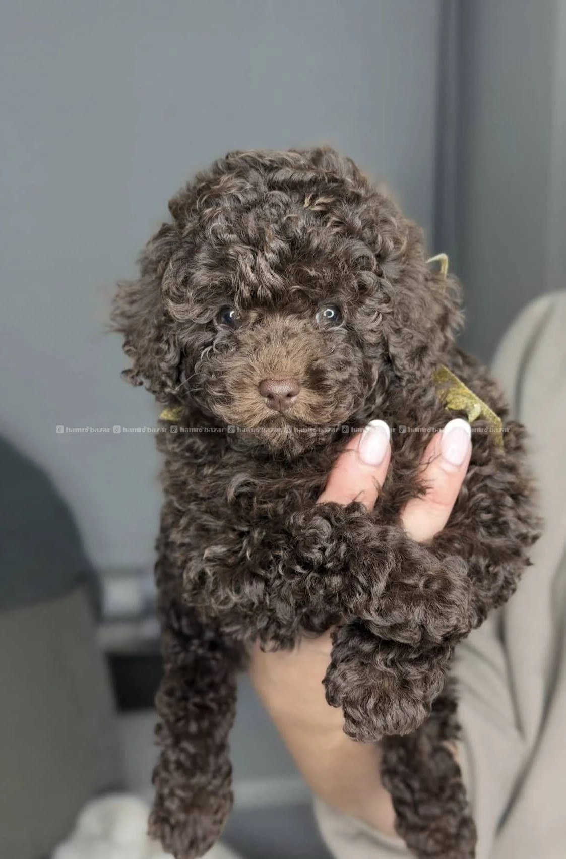 Poodle available