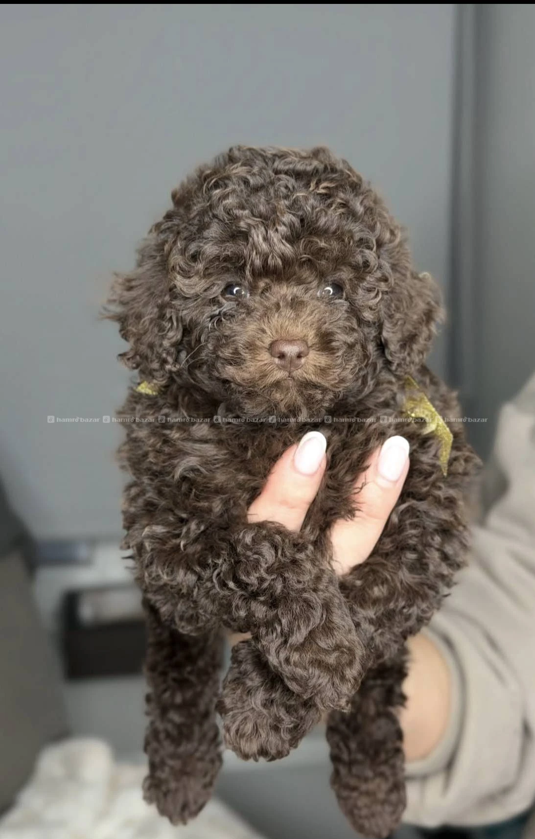 Poodle available 2