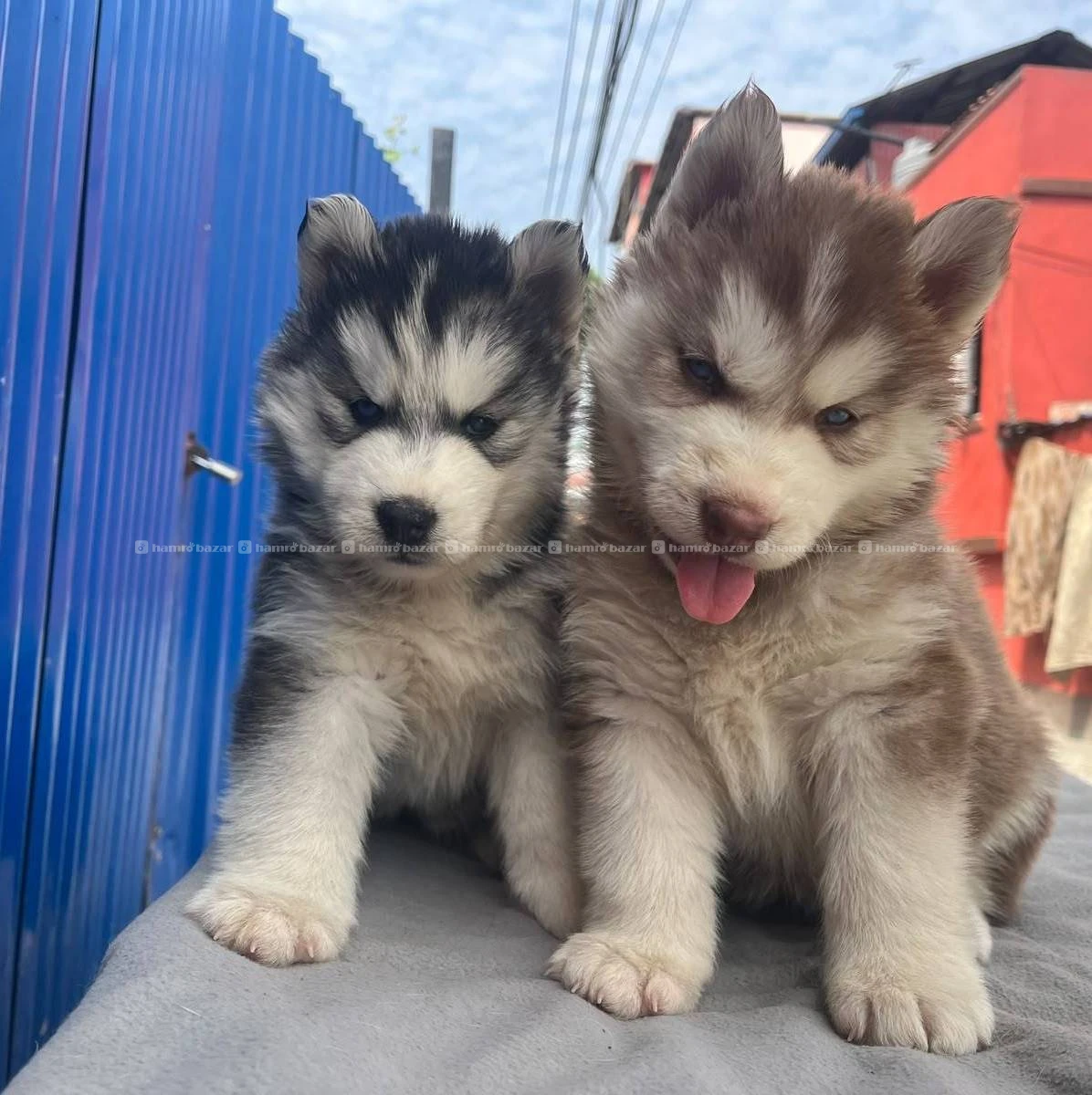 Huskey 3