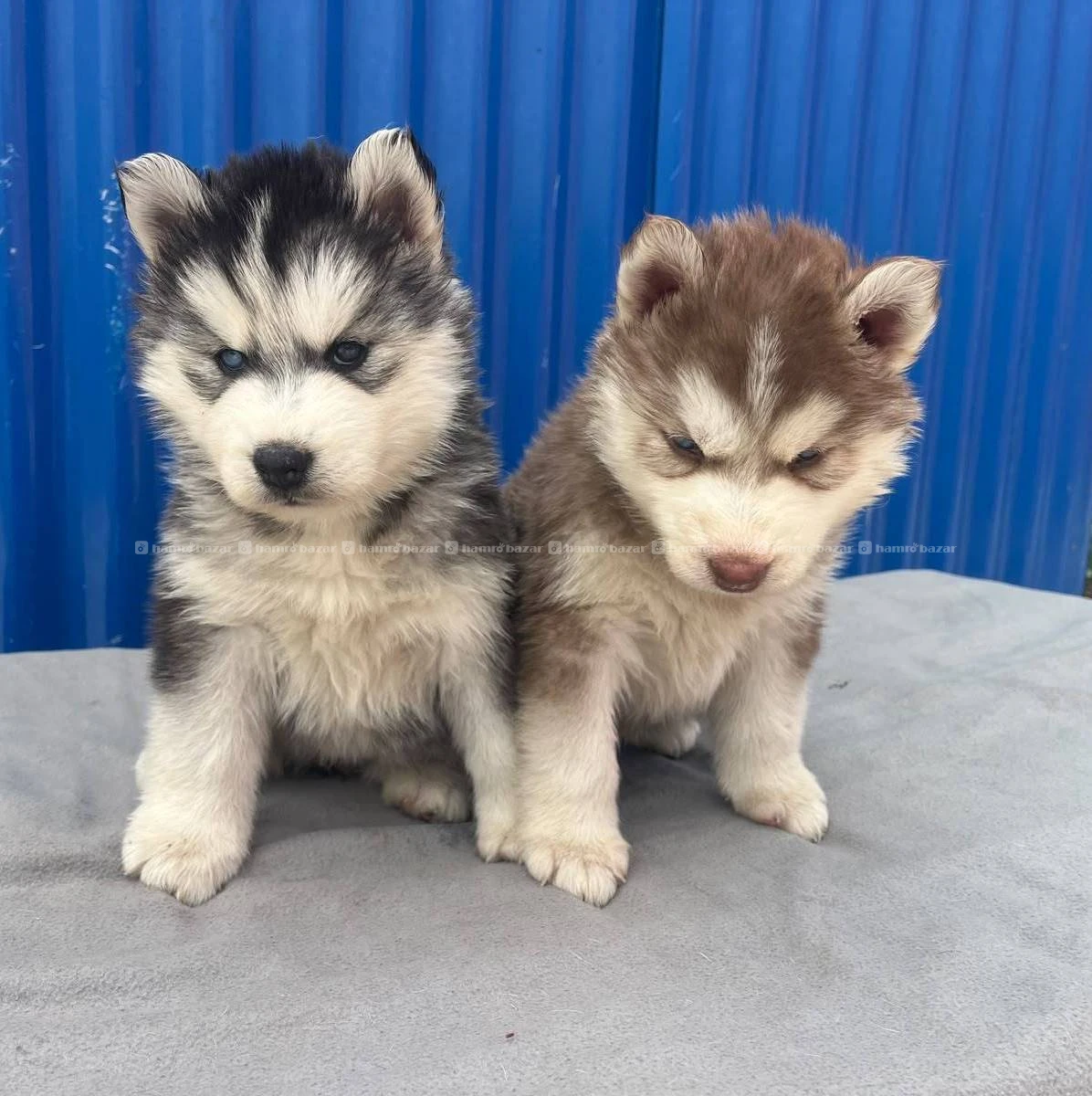 Huskey 4