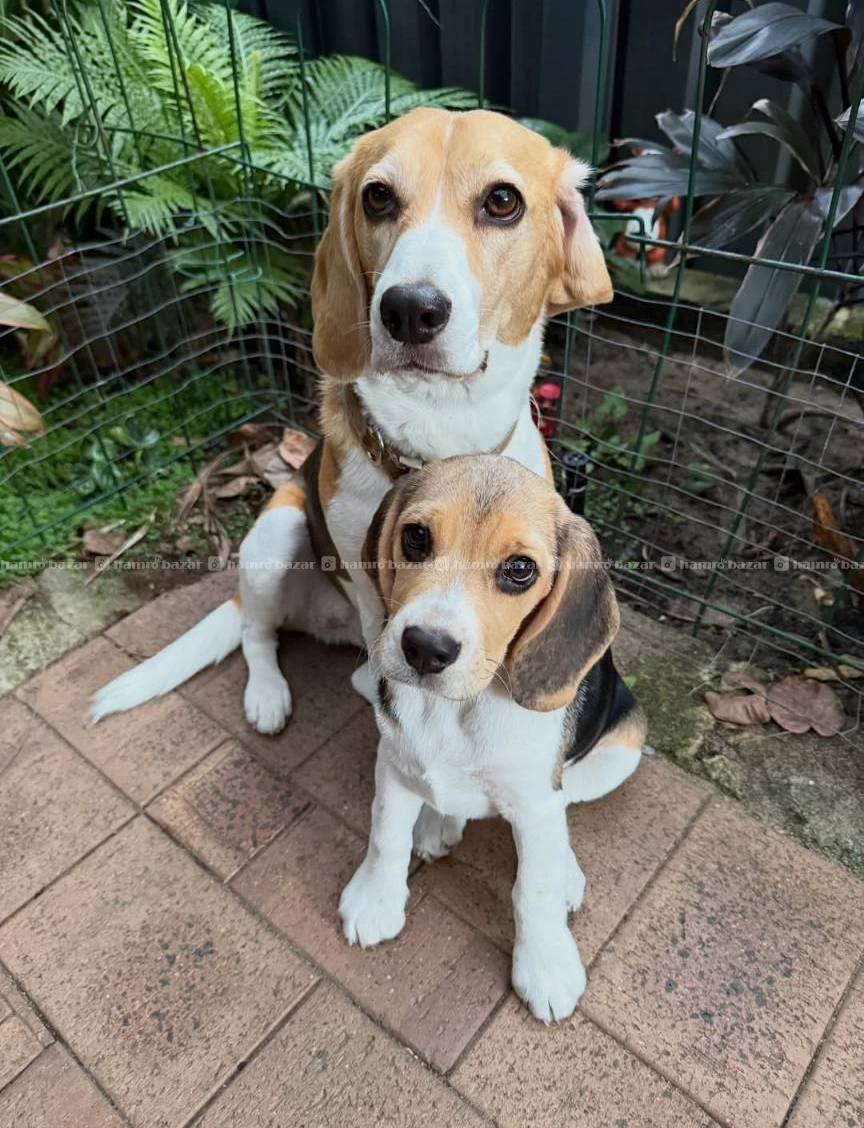 Beagle male available