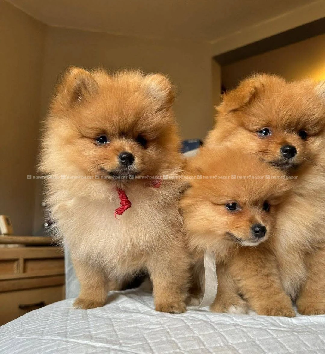 Pomeranian available