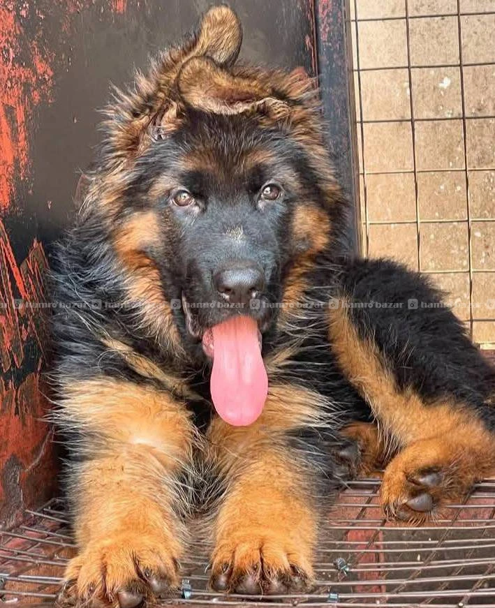 German shepherd available 3