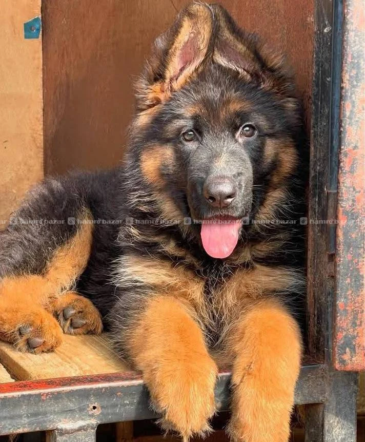 German shepherd available