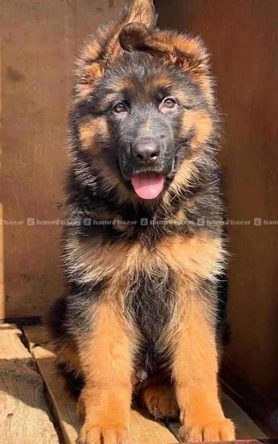 German shepherd available 2