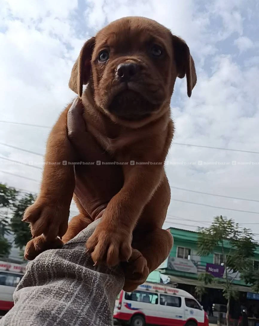 Dog