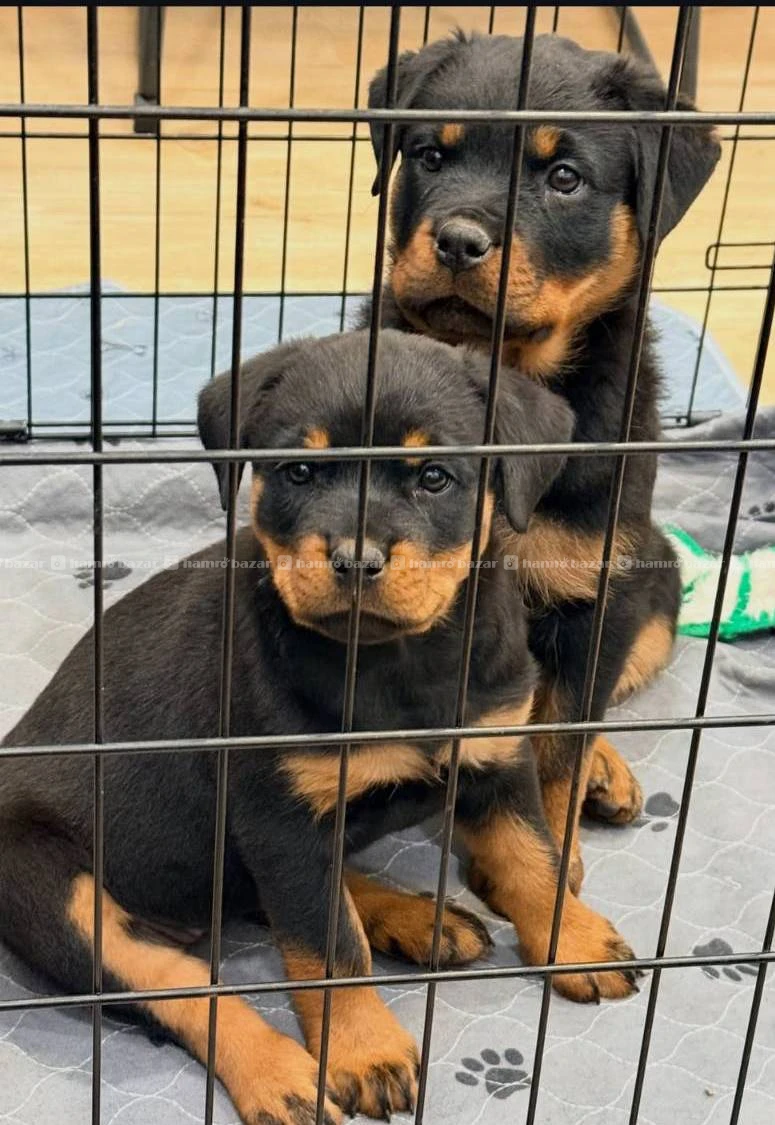 Rotweiler available