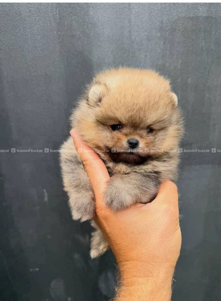 Pomeranian available