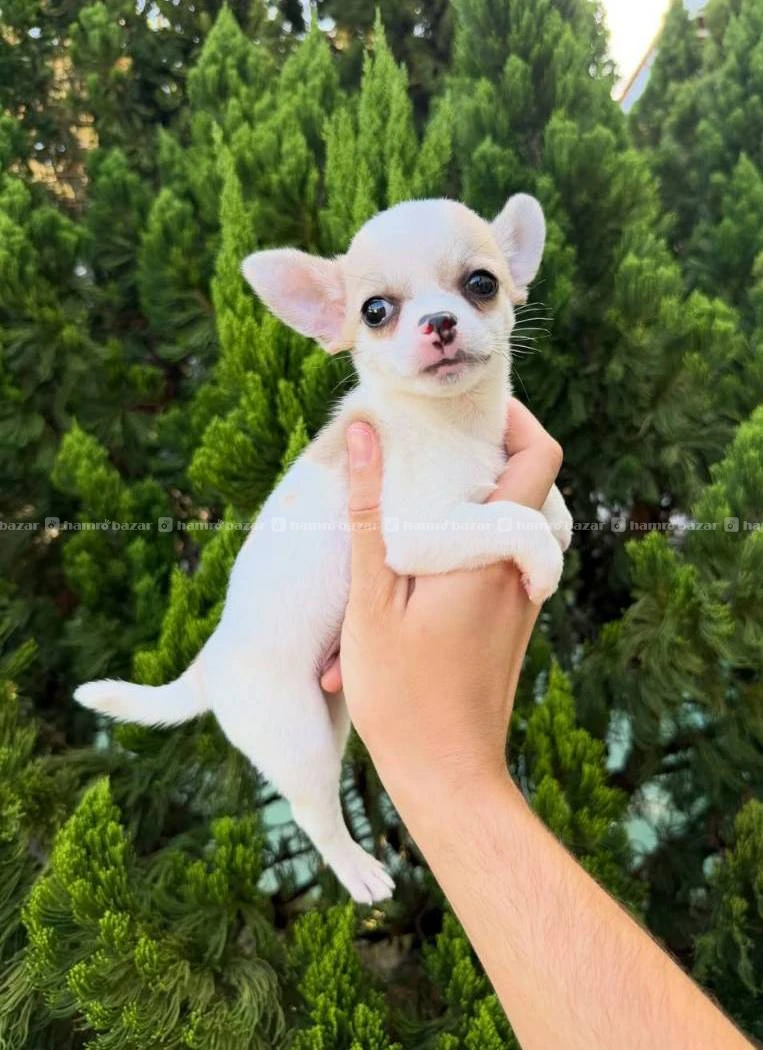 Chihuahua available