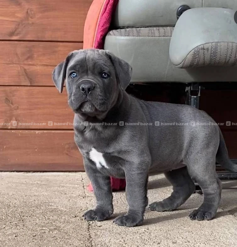 Cane corse available