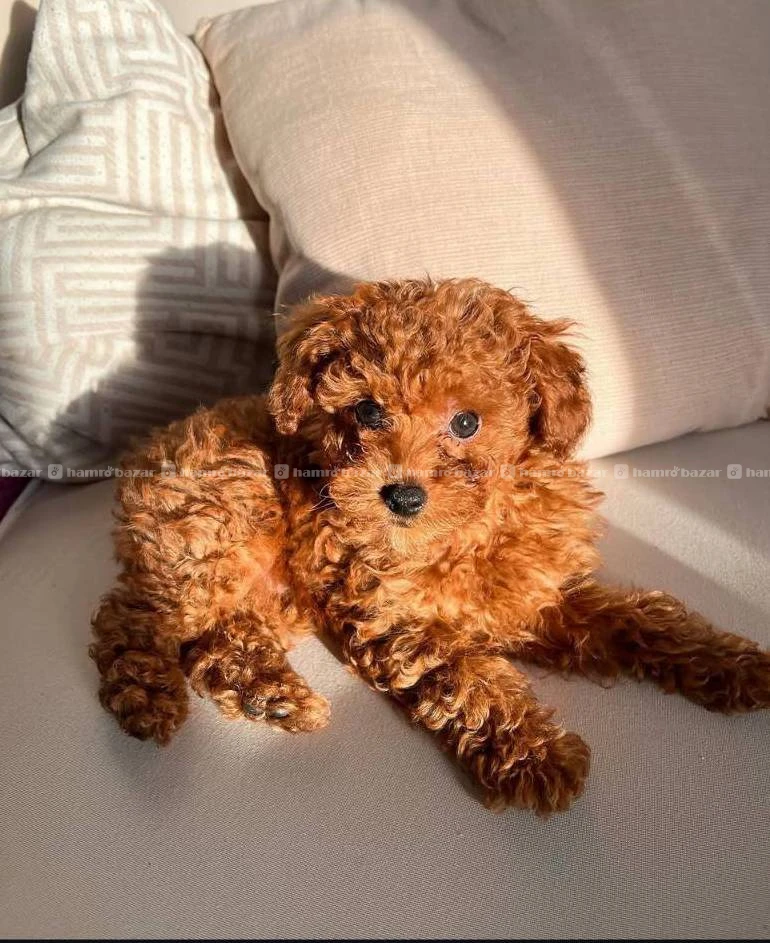 Poodle female available