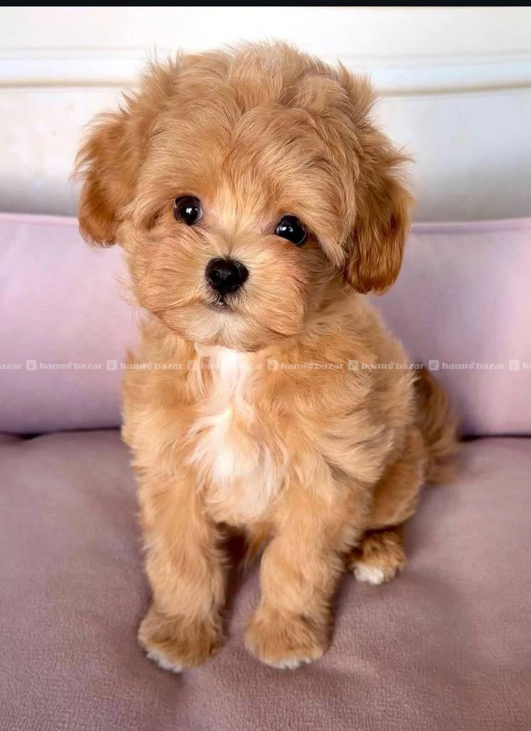 Toy maltipoo available