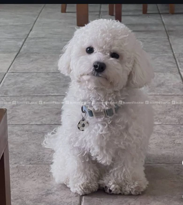 White toy poodle available