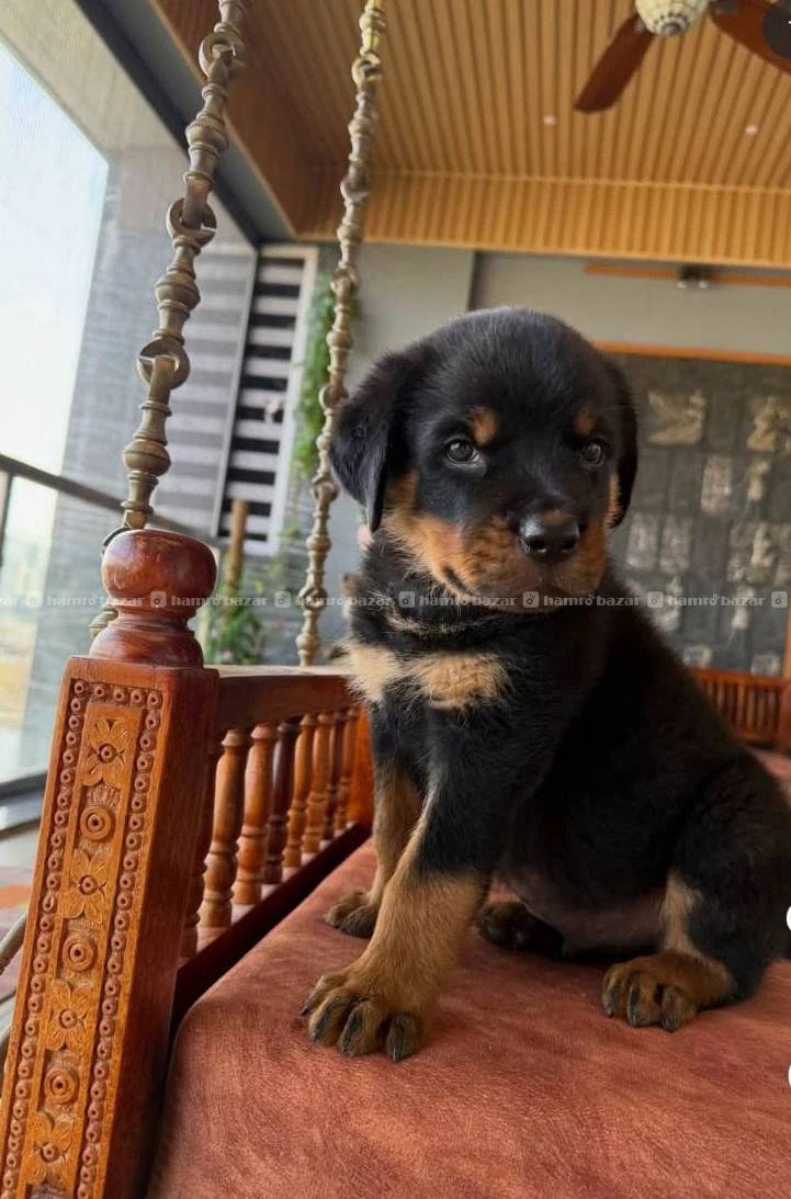 Rottweiler available
