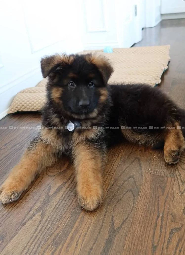 German shepherd available