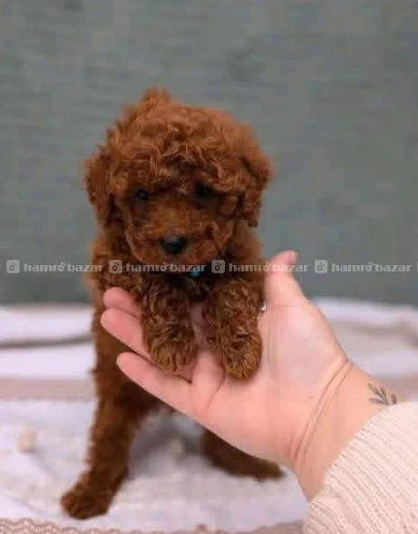 Toy poodle female available 2