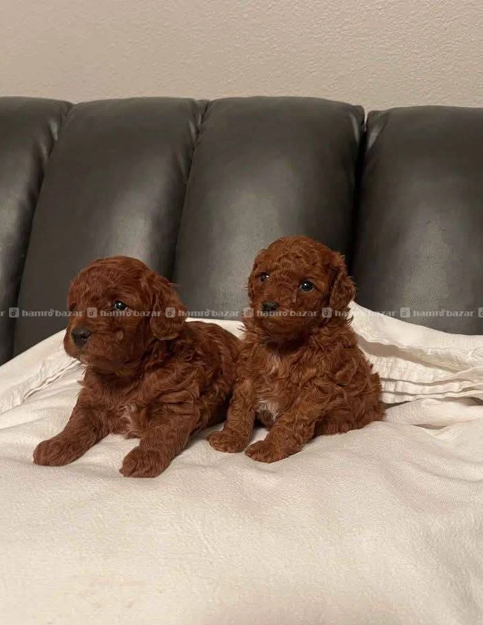 Toy poodle female available