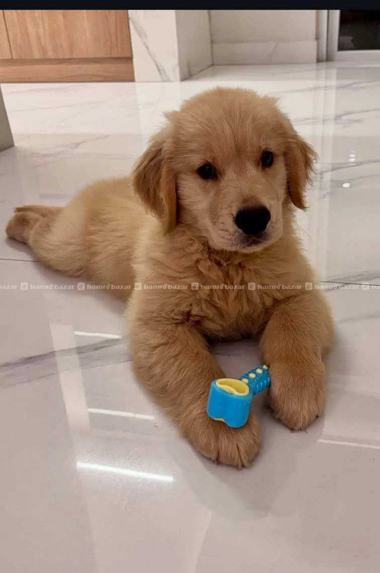 Golden retriever Available 2