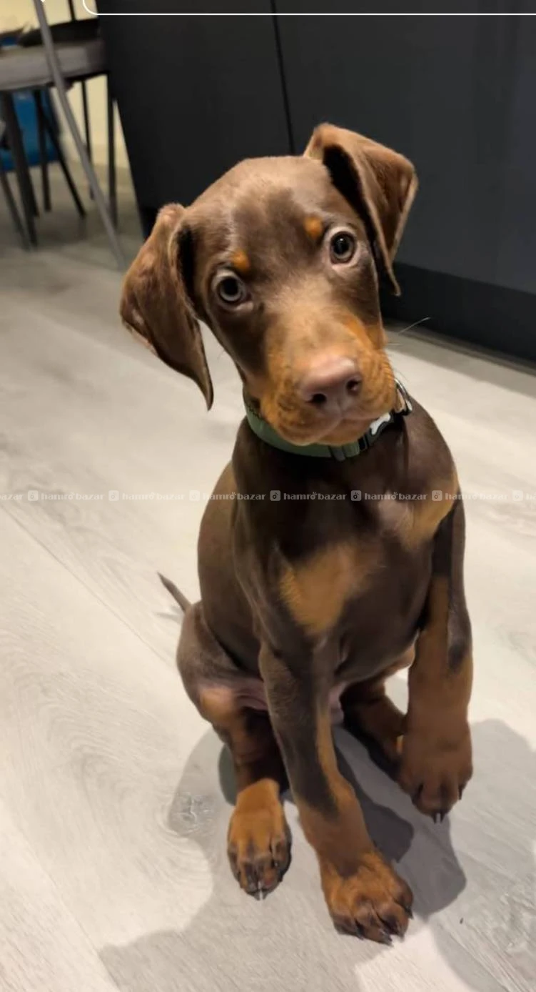 Doberman available