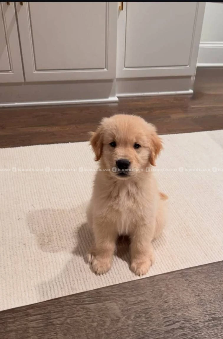 Golden retriever Available 3