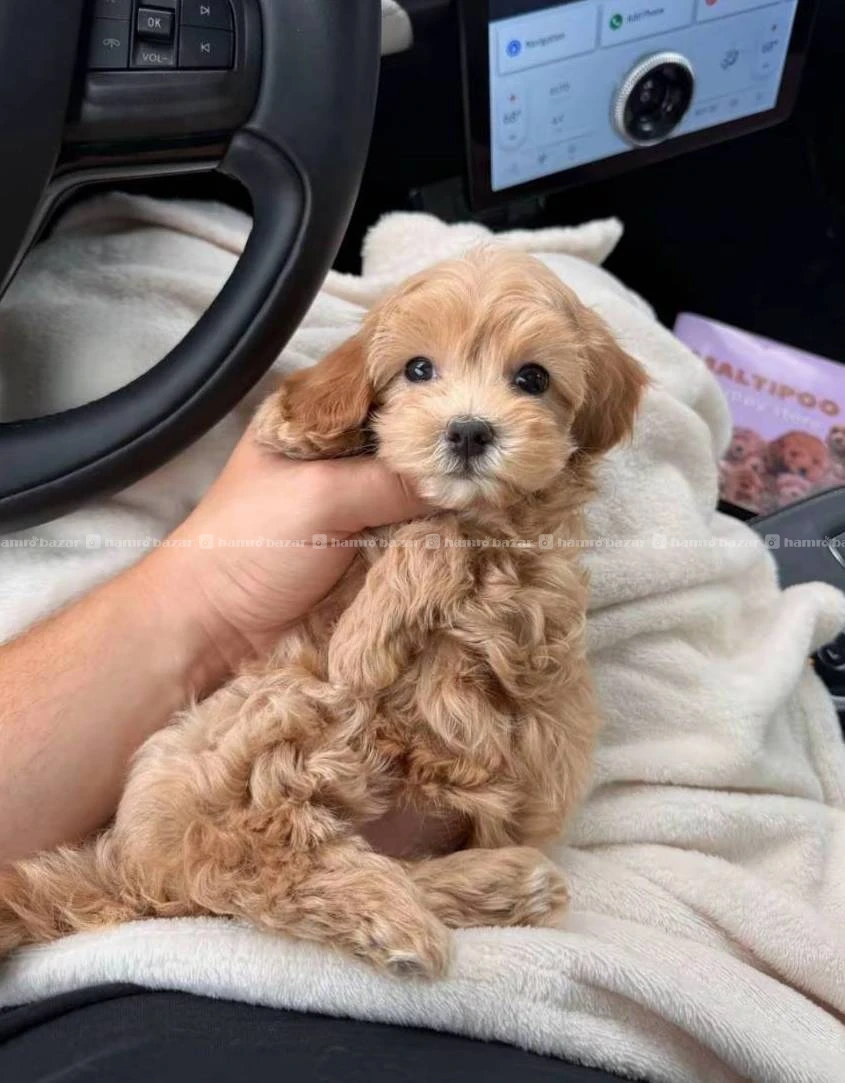 Maltipoo available