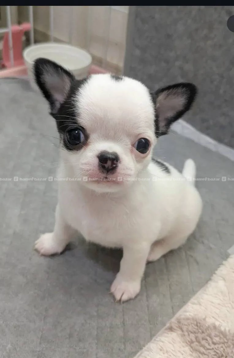 Chihuahua puppy available